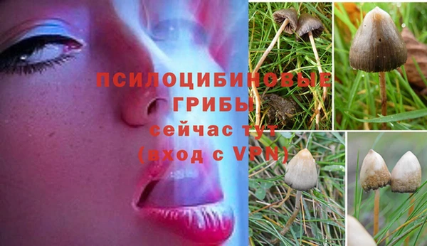 хмурый Магас